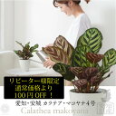 【全品10%off★4/24 20:00～】観葉植物 インテリア リピーター様限定 カラテア マコヤナ おしゃれ お祝い 土 4号 鉢 おしゃれ お祝い ミニ 小さい 卓上 棚 育てやすい 引っ越し祝い 新築祝い 北欧 霧吹き 台 ミニ コテラ こてら