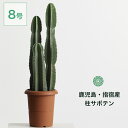 【全品10%off★4/24 20:00～】指宿 観葉植物 インテリア ハシラサボテン 柱サボテン 3頭立ち 8号 大きい 大型 鉢 ドライガーデン お祝い 北欧 開店祝 新築祝 引っ越し祝 コテラ