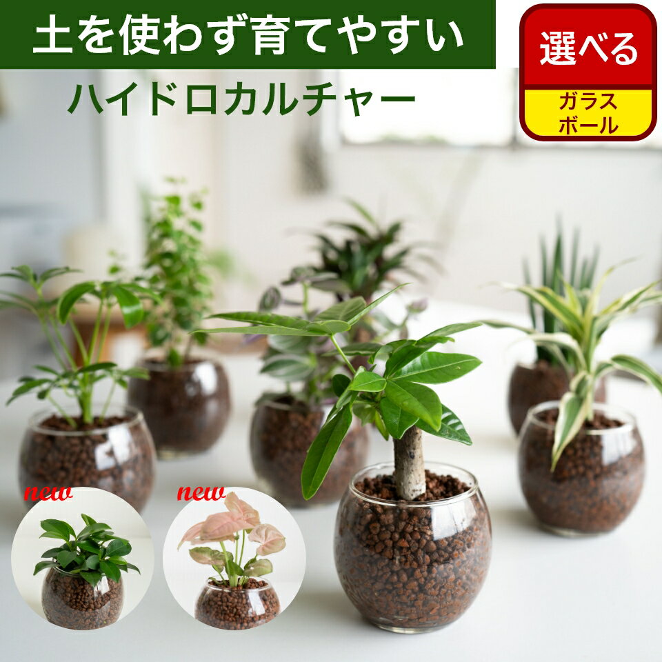 バキラ 土を使わない観葉植物 インテリア 選べる ハイドロカルチャー テーブルSサイズ ガラス 1点セット 小さい おしゃれ 鉢 お祝い 棚 パキラ モンステラ サンスベリア ポトス 引っ越し祝 新築祝 北欧 コテラ こてら