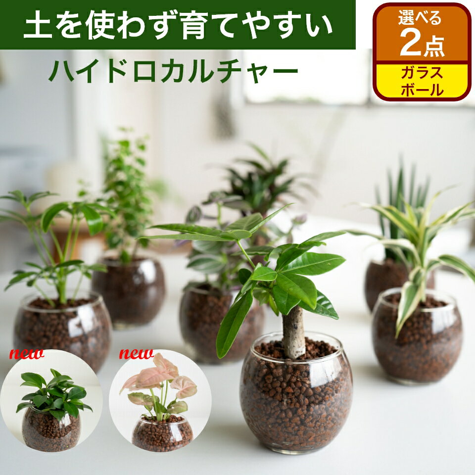 観葉植物 インテリア 選べる ハイドロカルチャー ガラス 2点セット 小さい おしゃれ 鉢 棚 パキラ ウンベラータ モンステラ サンスベリア 女性 女友達 結婚祝い 退職祝い 男性 上司 引っ越し祝い 新築祝い 贈り物 北欧 コテラ こてら