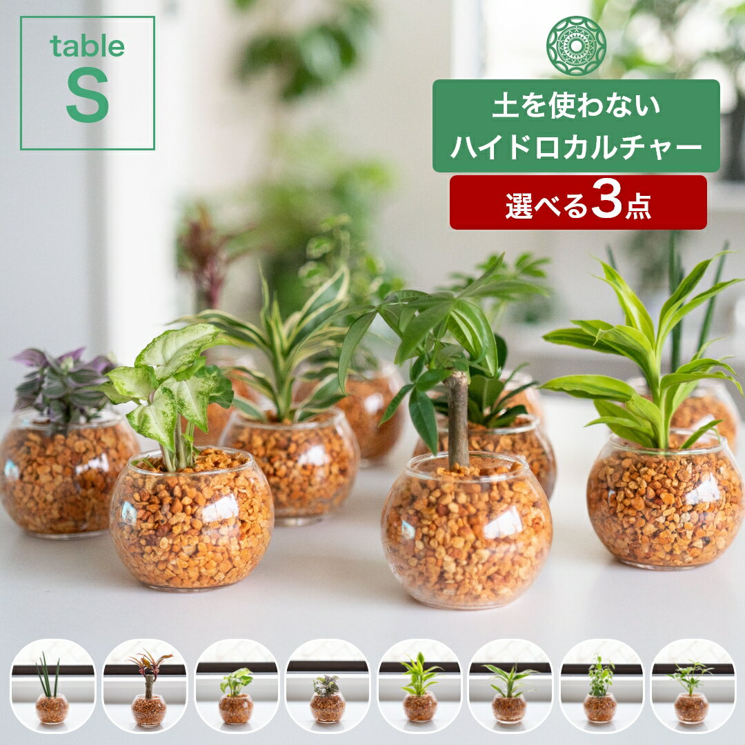 【全品5%off★5/20限定】土を使わない観葉植物 3点セット インテリア 選べる ハイドロカルチャー 小さい おしゃれ 鉢 ゼオライト パキラ モンステラ サンスベリア ポトス 引っ越し祝 新築祝 北欧 テーブルSサイズ ガラス ピュアライトオレンジ コテラ こてら