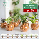 モンステラ 【全品5%off★5/10限定】土を使わない観葉植物 3点セット インテリア 選べる ハイドロカルチャー 小さい おしゃれ 鉢 ゼオライト パキラ モンステラ サンスベリア ポトス 引っ越し祝 新築祝 北欧 テーブルSサイズ ガラス ピュアライトオレンジ コテラ こてら