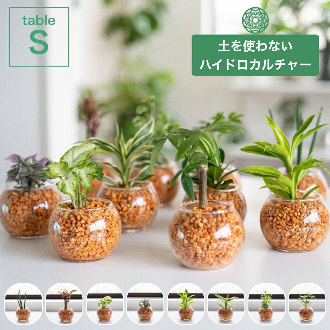 土を使わない観葉植物 インテリア 選べる ハイドロカルチャー 小さい おしゃれ 鉢 ゼオライト パキラ モンステラ サンスベリア ポトス 引っ越し祝 新築祝 北欧 テーブルSサイズ ガラス ピュアライトオレンジ コテラ こてら