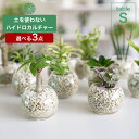 ドラセナ 【全品5%off★5/10限定】土を使わない観葉植物 3点セット インテリア 選べる ハイドロカルチャー 小さい おしゃれ 鉢 ゼオライト パキラ モンステラ サンスベリア ポトス 引っ越し祝 新築祝 北欧 テーブルSサイズ ガラス ピュアライトホワイト コテラ こてら