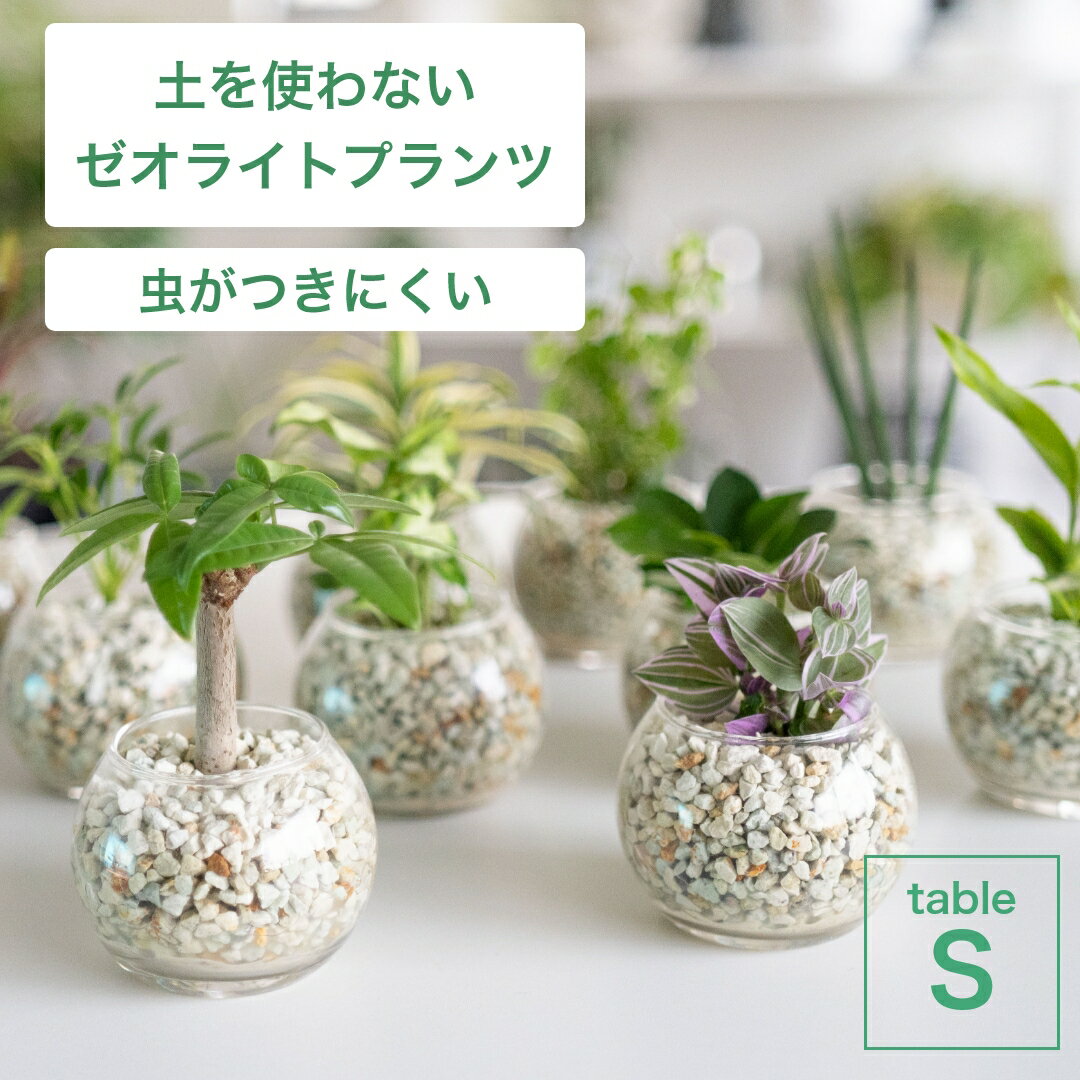 ポトス 土を使わない観葉植物 インテリア 選べる ハイドロカルチャー 小さい おしゃれ 鉢 ゼオライト パキラ モンステラ サンスベリア ポトス 引っ越し祝 新築祝 北欧 テーブルSサイズ ガラス ピュアライトホワイト コテラ こてら