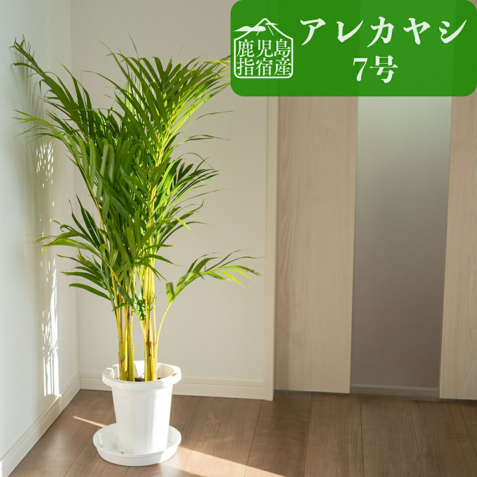 【全品5%off★5/16 1:59まで】観葉植物 インテリア 大型 7号 鉢 おしゃれ 指宿 アレカヤシ お祝い 土 棚 引っ越し祝い 新築祝い 北欧 育てやすい 立札 ギフト コテラ こてら