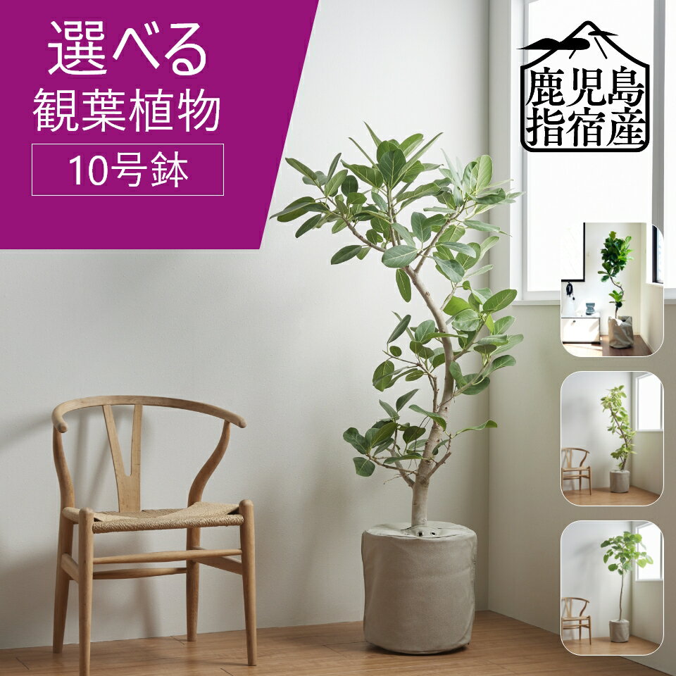 【全品5%off★5/20限定】観葉植物 インテリア 大型 10号 鉢 おしゃれ 指宿 ウンベラータ ベンガレンシス アルテシーマ お祝い 土 棚 引っ越し祝い 新築祝い 北欧 育てやすい 立札 ギフト コテラ こてら