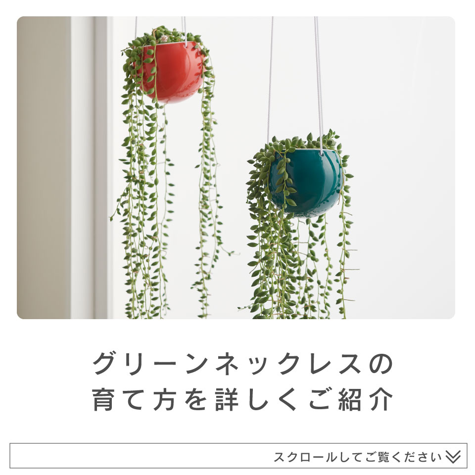 楽天市場 観葉植物 小さい 吊り下げ 鉢 おしゃれ 棚 グリーンネックレス Isola 2点セット ハンギングプランター ミニ セット 土 小さい 北欧 インテリア 多肉植物 開店祝 新築祝 引っ越し祝 コテラ Koteraグリーンとインテリアのお店