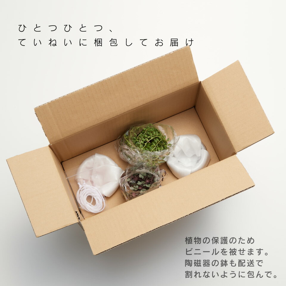楽天市場 観葉植物 小さい 吊り下げ 鉢 おしゃれ お祝い Isola グリーンネックレス ハンギングプランター ミニ セット 土 小さい 北欧 インテリア 開店祝 新築祝 引っ越し祝 多肉植物 壁掛け ミニ観葉植物 コテラ Koteraグリーンとインテリアのお店