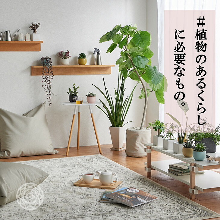 Salus ドームジョーロ Lサイズ じょうろ ジョーロ おしゃれ お祝い 水撒き 観葉植物 細口ジョーロ かわいい 水まき 無料 水やり 散水