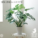 モンステラ 【全品10%off★5/9 20:00～】観葉植物 インテリア 大型 鉢 おしゃれ お祝い 土 棚 愛知モンステラ 7号 モンステラ デリシオーサ 大型 生産者直送 北欧 開店祝い 新築祝い 引っ越し祝 コテラ こてら