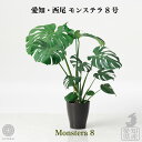 【サマーセール開催中 8/17 23:59まで】観葉植物 インテリア 大型 鉢 おしゃれ お祝い 土 棚 モンステラ 8号 育てやすい 引っ越し祝 新築祝 北欧 霧吹き 台 ミニ コテラ こてら