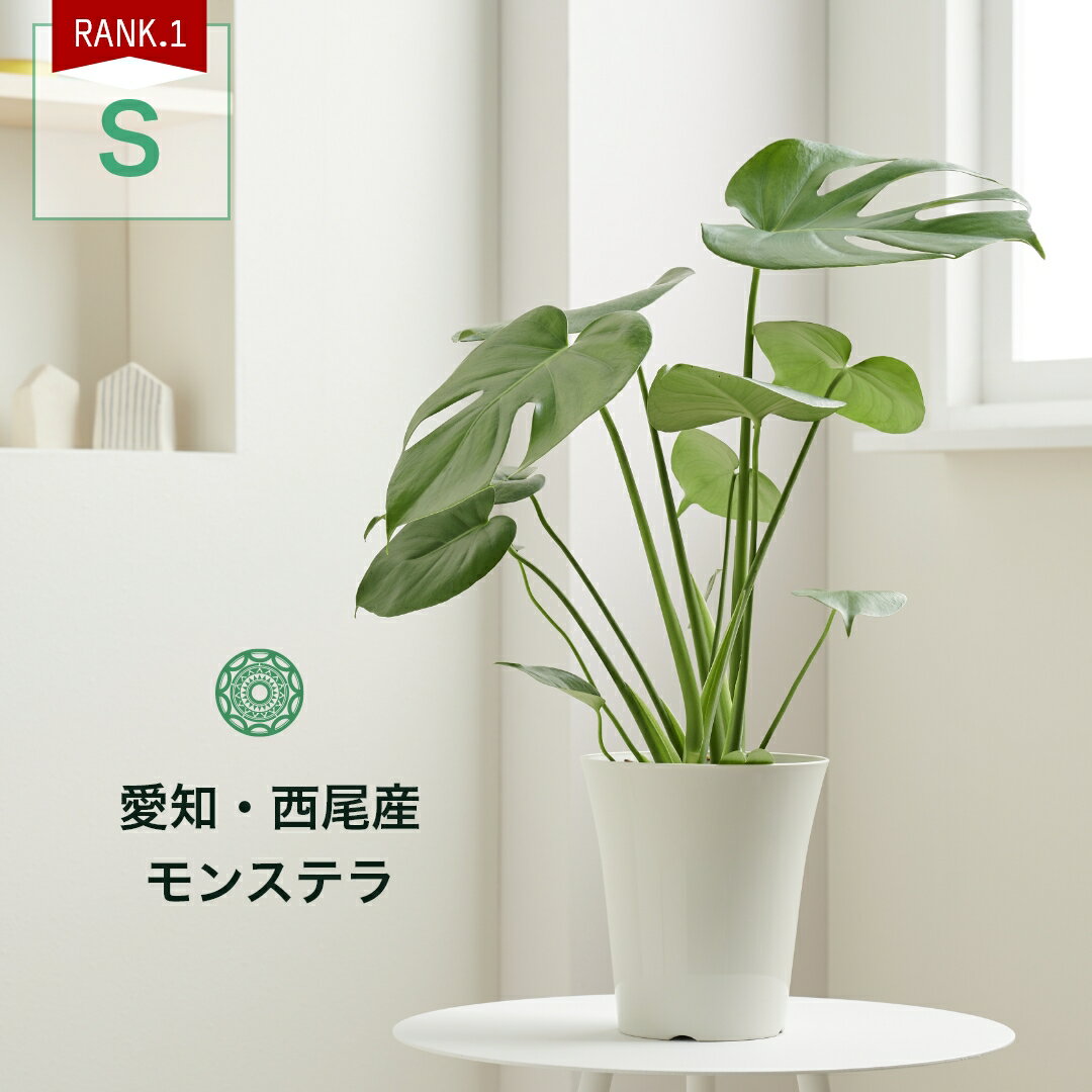 モンステラ 【全品5%off★5/16 1:59まで】観葉植物 インテリア 名人のモンステラ デリシオサ Sサイズ 6号 大型 鉢 おしゃれ モンステラ デリシオーサ 土 棚 希少 珍しい 北欧 セット 結婚祝い 引っ越し祝 新築祝 コテラ