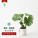 モンステラ 観葉植物 インテリア 名人のモンステラ デリシオサ Sサイズ 6号 カバーセット 大型 鉢 おしゃれ モンステラ デリシオーサ 土 棚 希少 珍しい 北欧 セット 結婚祝い 引っ越し祝 新築祝 コテラ