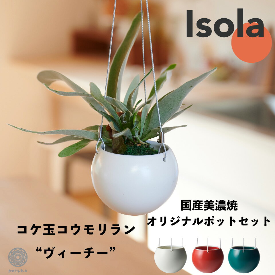 観葉植物 おしゃれ 吊り下げ 鉢 小さい 卓上 ハンギング ビカクシダ コウモリラン ヴィーチー 苔玉 ミニ コケ玉 こけだま セット カバー ISOLA 棚 北欧 インテリア 開店祝 新築祝 引っ越し祝 コテラ