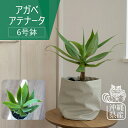 【全品5 off★4/25 23:59まで】沖縄 観葉植物 大型 インテリア おしゃれ アガべ アテナータ ロックガーデン 6号 北欧 開店祝 新築祝 引っ越し祝 コテラ