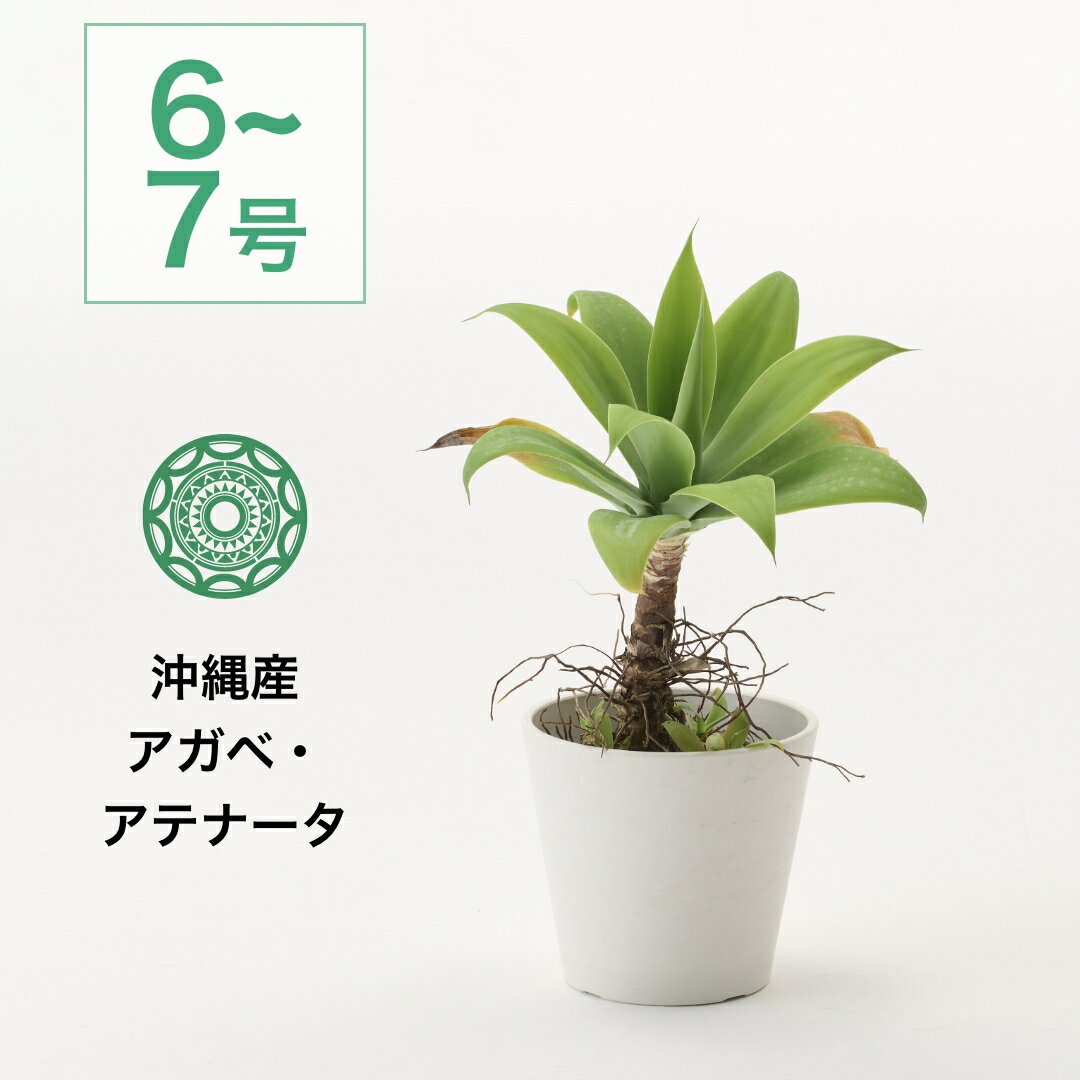 楽天市場】アガベ アテナータ 斑入りの通販 楽天市場】アガベ アテナータ 斑入りの通販