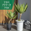 沖縄 観葉植物 大型 インテリア おしゃれ アガべ アテナータ ロックガーデン 7号 北欧 開店祝 新築祝 引っ越し祝 コテラ