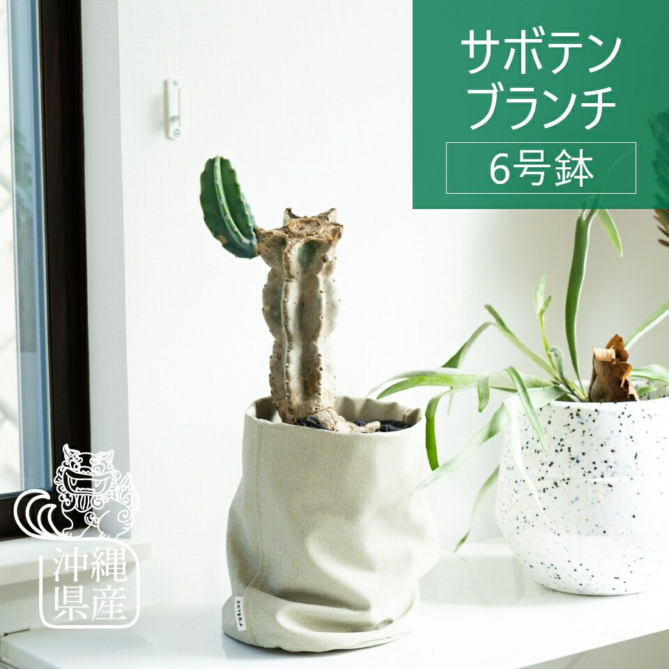 木質化したヴィンテージ サボテン ブランチ 6号 観葉植物 インテリア おしゃれ お祝い 沖縄 ロックガーデン 開店祝 新築祝 引っ越し祝 かわいい コテラ