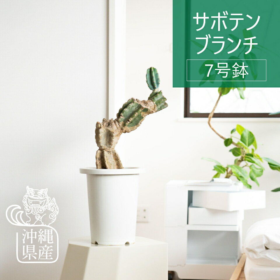 【全品5%off★5/16 1:59まで】木質化したヴィンテージ サボテン ブランチ 7号 観葉植物 インテリア おしゃれ お祝い 沖縄 ロックガーデン 開店祝 新築祝 引っ越し祝 かわいい コテラ