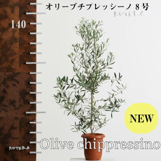 ベランダーおすすめの常緑シンボルツリー ベランダグリーンinfo 3 植物 資材 道具を買う 21 4月 16 ベランダーおすすめの常緑シンボルツリー ベランダグリーンinfo 3 植物 資材 道具を買う 21 4月 16
