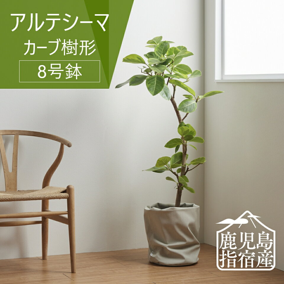 【全品5%off★5/16 1:59まで】指宿 観葉植物 インテリア おしゃれ 大きい 大型 アルテシーマ 8号 カーブ樹形 鉢 ゴムノキ お祝い 北欧 開店祝 新築祝 引っ越し祝 コテラ