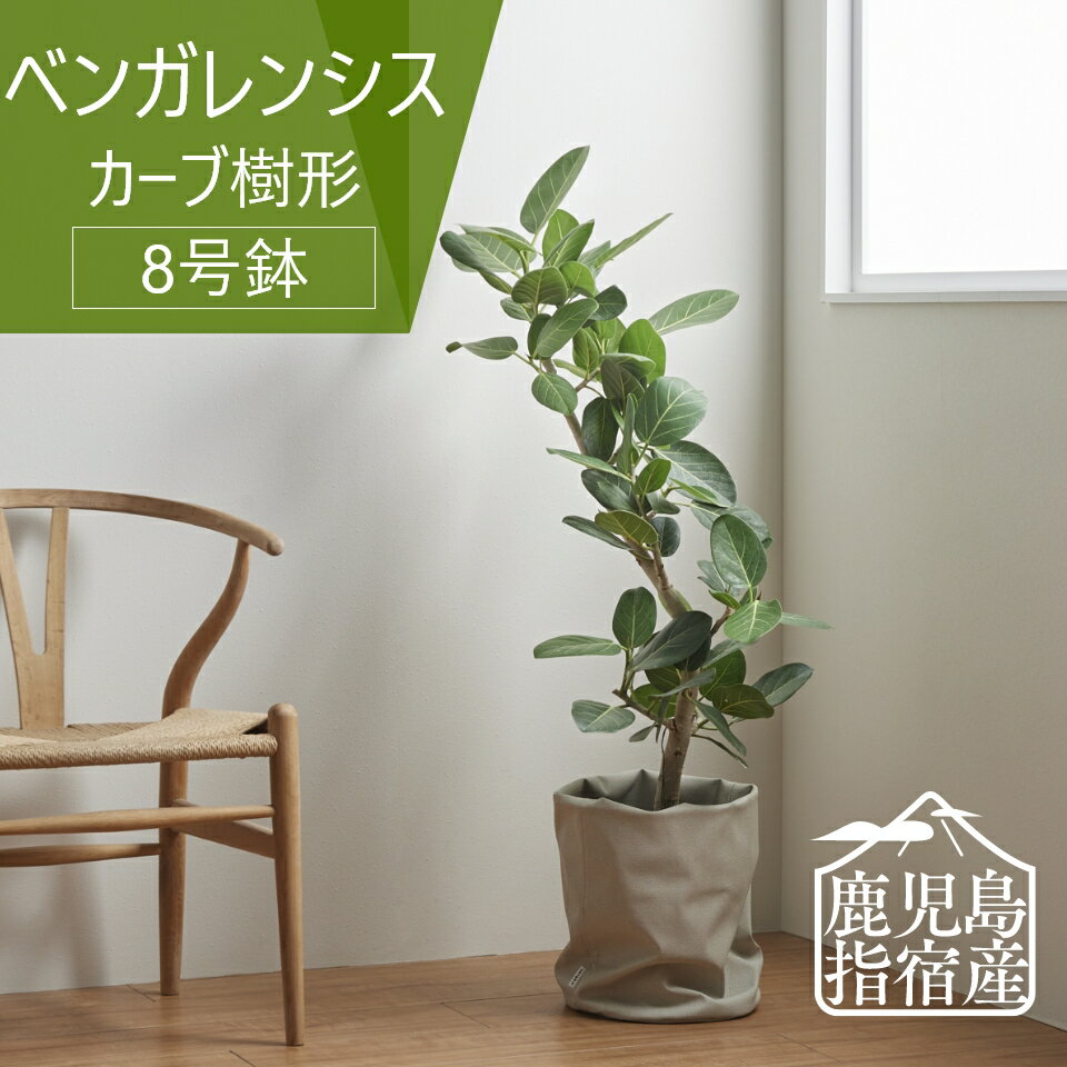 【全品5%off★5/10限定】指宿 観葉植物 インテリア おしゃれ 大きい 大型 ベンガレンシス 8号 カーブ樹形 鉢 ゴムノキ お祝い 北欧 開店祝 新築祝 引っ越し祝 コテラ