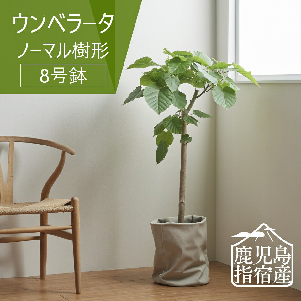 【全品5%off★5/16 1:59まで】指宿 観葉植物 インテリア おしゃれ 大きい 大型 ウンベラータ 8号 ノーマル樹形 鉢 ゴムノキ お祝い 北欧 開店祝 新築祝 引っ越し祝 コテラ