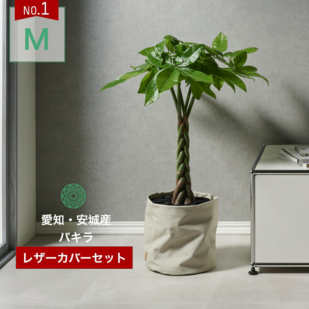 バキラ 観葉植物 インテリア 金賞受賞のパキラ カバーセット Mサイズ 大型 鉢 おしゃれ お祝い 土 棚 7号 引っ越し祝い 新築祝い 北欧 育てやすい 立札 ギフト 初心者おすすめ プレゼント コテラ こてら