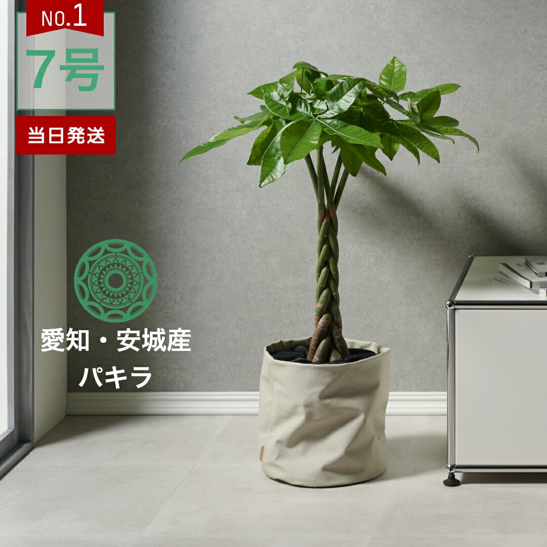 【全品5%off★5/16 1:59まで】観葉植物 インテリア 金賞受賞のパキラ 大型 鉢 おしゃれ お祝い 土 棚 パキラ 7号 引っ越し祝い 新築祝い 北欧 育てやすい 立札 ギフト 初心者おすすめ プレゼント コテラ こてらのサムネイル