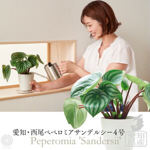 お試しサイズ 【観葉植物 愛知 ペペロミア・サンデルシー 4号】スイカペペ スイカペペロミア サンデルシー 生産者直送 育てやすい 引っ越し祝い 北欧 霧吹き ミニ観葉植物 初心者おすすめ プレゼント コテラ こてら