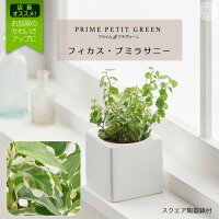 おうち時間 在宅 プミラ 観葉植物 おしゃれ インテリア 鉢おしゃれ 棚 卓上 ミニ 小さい 観葉植物6cm ハイドロカルチャー 消臭 鉢直径6cm 小苗 フェイクじゃない　国産 コテラ こてら