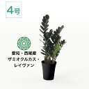 【最大50%offの超特価セール】ザミオクルカス レイヴン 4号 おしゃれ お祝い 引っ越し祝い 新築祝い 北欧 コテラ こてら