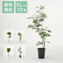 【最大50%offの超特価セール】観葉植物 インテリア 大型 10号 鉢 おしゃれ 指宿 ウンベラータ ベンガレンシス アルテシーマ お祝い 土 棚 引っ越し祝...