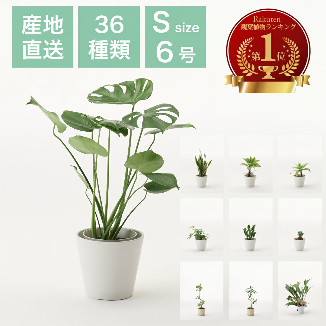楽天市場】デリシオーサ モンステラ(観葉植物|花・観葉植物 楽天市場】デリシオーサ モンステラ(観葉植物|花・観葉植物