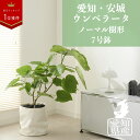 【全品5%off★4/25 23:59まで】観葉植物 インテリア おしゃれ 大型 【静岡 磐田 ウンベラータ ノーマル樹形 7号】鉢 お祝い 土 棚 引っ..