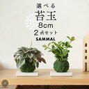 【全品5%off★5/10限定】パンダガジュマル