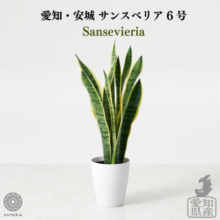 楽天市場】サンスベリア 希少(高さ(植物)71 ~ 130.9cm)の通販 楽天市場】サンスベリア 希少(高さ(植物)71 ~ 130.9cm)の通販