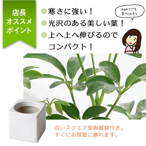 寝室風水 おすすめの観葉植物7選 寝ている間に運気がぐんぐん上がる風水 Gold Home 金の家 寝室風水 おすすめの観葉植物7選 寝ている間に運気がぐんぐん上がる風水 Gold Home 金の家