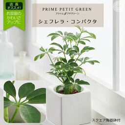 シェフレラ 観葉植物 【全品10%off★5/9 20:00～】観葉植物 インテリア シェフレラ おしゃれ お祝い 鉢 おしゃれ お祝い ミニ セット 小さい 卓上 棚 ハイドロカルチャー 引っ越し祝 新築祝 北欧 ミニ コテラ こてら 6cm