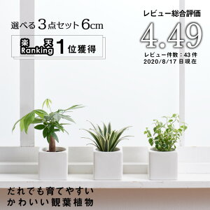 楽天市場 全品5 オフ 5 15 5 16 1 59まで 観葉植物 おしゃれ インテリア 鉢 おしゃれ パキラ ミニ モンステラ セット 小さい 棚 卓上 ハイドロカルチャー サンスベリア ウンベラータ ヘデラ 引っ越し祝 新築祝 北欧 ミニ観葉植物 ポトス ガジュマル コテラ 6cm 母の 楽天市場 全品5 オフ 5 15 5 16 1 59まで 観葉植物 おしゃれ インテリア 鉢 おしゃれ パキラ ミニ モンステラ セット 小さい 棚 卓上 ハイドロカルチャー サンスベリア ウンベラータ ヘデラ 引っ越し祝 新築祝 北欧 ミニ観葉植物 ポトス ガジュマル コテラ 6cm 母の