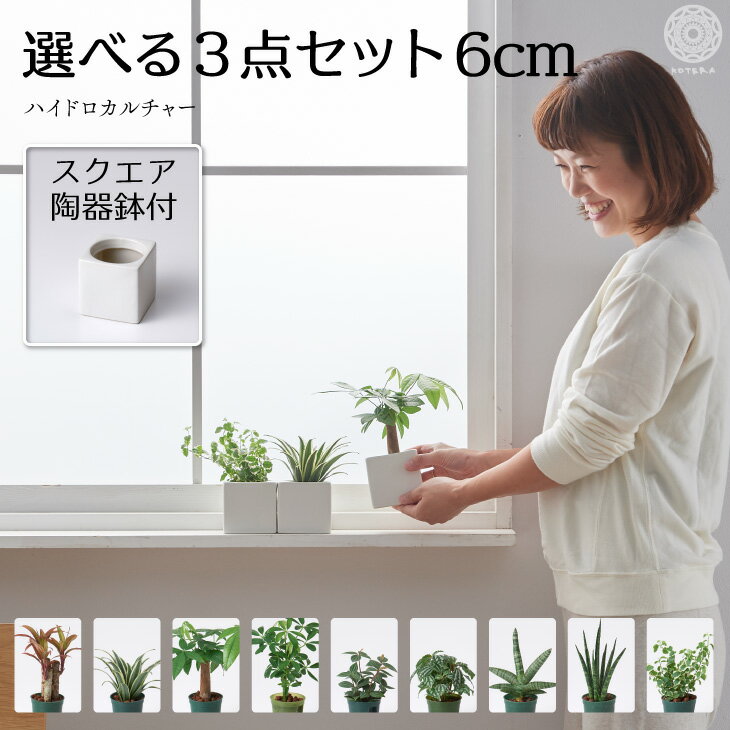 土を使わない観葉植物 インテリア 