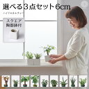 【全品5%off★5/10限定】土を使わない観葉植物 インテリア ハイドロカルチャー 鉢 おしゃれ 3点セット 小さい 卓上 陶器鉢 パキラ ウンベラータ ミニ モンステラ サンスベリア 引っ越し祝 新築祝 北欧 ミニ ポトス ガジュマル コテラ こてら 6cm