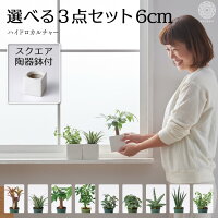 おうち時間 在宅 観葉植物 おしゃれ 鉢おしゃれ インテリア 棚 卓上 選べる観葉植物6cm ミニ 小さい ハイドロカルチャー パキラ ガジュマル プミラ ミリオンバンブー フィカス シェフレラ サンスベリア コテラ こてら