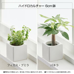 楽天市場 観葉植物 おしゃれ お祝い インテリア 鉢 おしゃれ お祝い パキラ ウンベラータ ミニ モンステラ セット 小さい 棚 ハイドロカルチャー サンスベリア 引っ越し祝 新築祝 北欧 ミニ観葉植物 ポトス ガジュマル コテラ こてら 6cm Koteraグリーンとインテリアのお店 楽天市場 観葉植物 おしゃれ お祝い インテリア 鉢 おしゃれ お祝い パキラ ウンベラータ ミニ モンステラ セット 小さい 棚 ハイドロカルチャー サンスベリア 引っ越し祝 新築祝 北欧 ミニ観葉植物 ポトス ガジュマル コテラ こてら 6cm Koteraグリーンとインテリアのお店