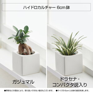楽天市場 観葉植物 おしゃれ インテリア 鉢 おしゃれ パキラ ウンベラータ ミニ モンステラ セット 小さい 棚 ハイドロカルチャー サンスベリア 引っ越し祝 新築祝 北欧 ミニ観葉植物 ポトス ガジュマル コテラ こてら 6cm Koteraグリーンとインテリアのお店 楽天市場 観葉植物 おしゃれ インテリア 鉢 おしゃれ パキラ ウンベラータ ミニ モンステラ セット 小さい 棚 ハイドロカルチャー サンスベリア 引っ越し祝 新築祝 北欧 ミニ観葉植物 ポトス ガジュマル コテラ こてら 6cm Koteraグリーンとインテリアのお店