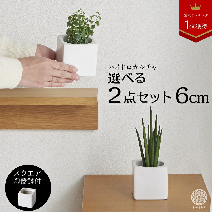 ◇限定Special Price 観葉植物 3号スクエア陶器鉢植え 3鉢セット おしゃれ お祝い ◇限定Special Price 観葉植物 3号スクエア陶器鉢植え 3鉢セット おしゃれ お祝い