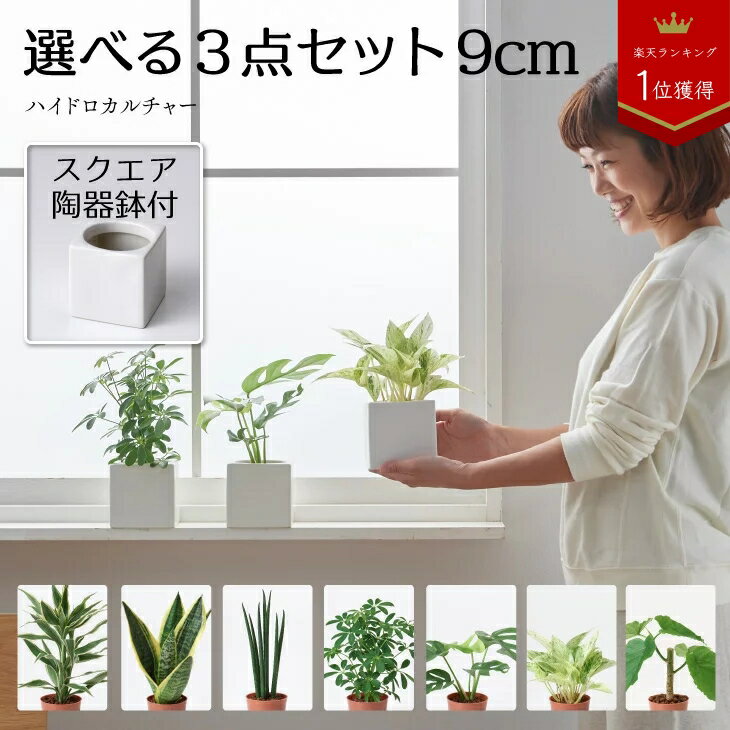 おしゃれな鉢に入った小さめ観葉植物、室内で育てやすくインテリアのアクセントにおすすめは？