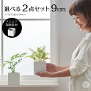 観葉植物 インテリア ハイドロカルチャー 鉢 おしゃれ 2点セット 小さい 卓上 陶器鉢 パキラ ウンベラータ ミニ モンステラ サンスベリア 引っ越し祝 新築祝 北欧 ミニ ポトス ガジュマル コテラ こてら 9cm