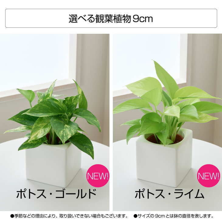 楽天市場 観葉植物 おしゃれ お祝い インテリア 鉢 おしゃれ お祝い パキラ ウンベラータ カラテア モンステラ セット 小さい 棚 ハイドロカルチャー サンスベリア 引っ越し祝 新築祝 北欧 ミニ観葉植物 ポトス ガジュマル コテラ こてら 9cm Koteraグリーンと
